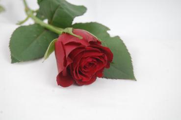 Vollsortiment - Rose - ROT